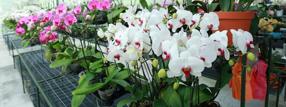 orchid-farm-genting